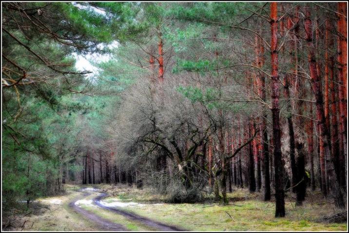 Droga&#x20;leśna&#x20;&#x28;foto&#x20;Przemysław&#x20;Krawczyk&#x20;2014&#x29;