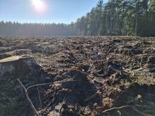 12 PRAC LEŚNEGO HERKULESA – GRUDNIOWE PORZĄDKI NA ZRĘBACH